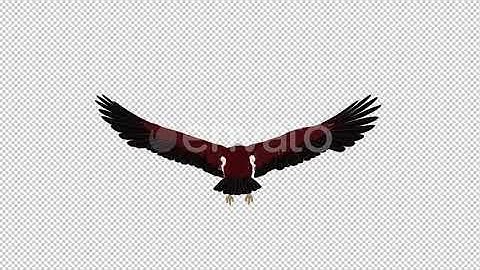 Brahminy Kite - 4K Flying Loop - Back View | Motion Graphics - Envato elements