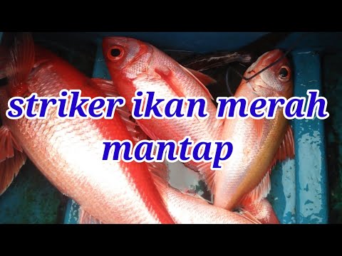mancing-ikan-merah-paling-besar-kedalaman-200-meter