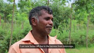 Inter crops in young rubber for good income (English)