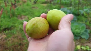 Ship Cây Táo Giống Và Thăm Lại Cánh Đồng Táo Phong Minh Ngày Mưa Lạnh 6 độ I Nui Doi Luc Ngan 98