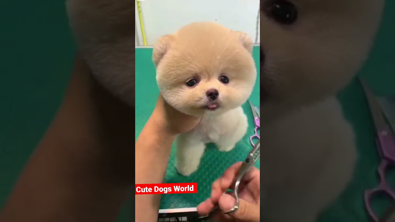 cute Pomeranian Dog Haircuts Cute Video || Cute Dogs World ||