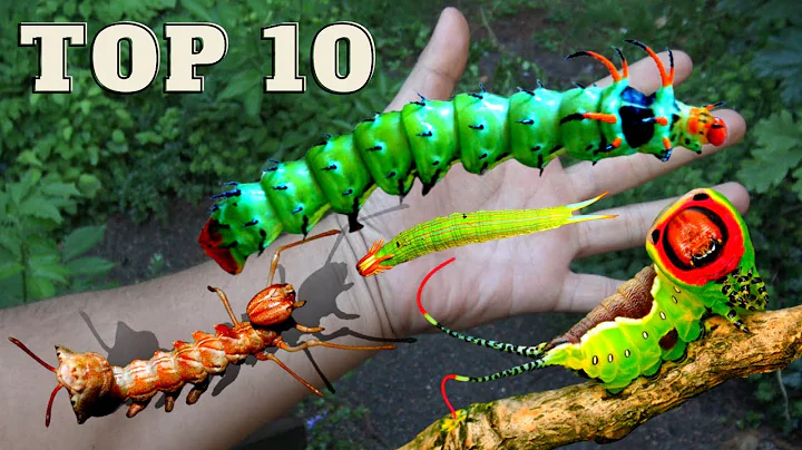 Top 10 WEIRD CATERPILLARS You've Never Heard Of!!!
