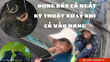 ĐỤNG BẦY CÁ NGÁT, MẸO XỬ LÝ KHI CÁ VÀO HANG. ( Câu Cá Biển, Câu Bè)