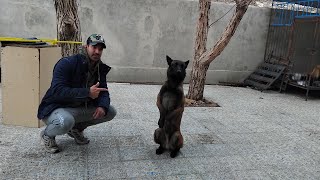 5 Dog Training Exercises You Should Do EVERY DAY