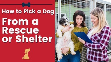Adopting A Dog From A Shelter What Questions Should You Ask