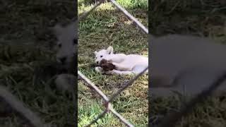 White lion cub playing with a log! #wildlife #bothongo