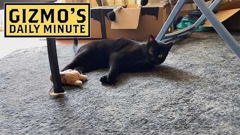 Gizmo with his toy bunny