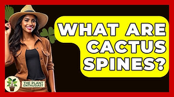 What Are Cactus Spines? - The Plant Enthusiast