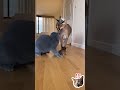 This Cat Did Something Sneaky 😂🐱 #shorts