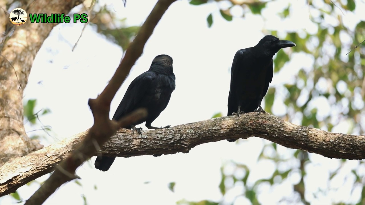 widlife | large-billed crow 