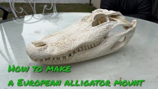 How to make a European Alligator mount!