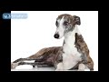 Calm Your Dog - Classical Style music to Sooth Anxious Dogs - Nature sounds for Dogs, Stop Barking? Calm Your Dog - Classical Style music to Sooth Anxious Dogs - Nature sounds for Dogs, Stop Barking?