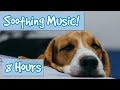 Calm Your Dog - Classical Style music to Sooth Anxious Dogs - Nature sounds for Dogs, Stop Barking? Calm Your Dog - Classical Style music to Sooth Anxious Dogs - Nature sounds for Dogs, Stop Barking?