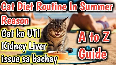 Watch the video about Cat & Kitten Feeding Schedule in summer season🤔How much and how often should I feed my cat in summer