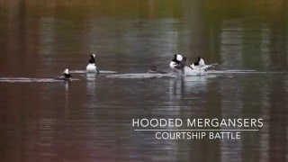 Hooded Merganser Courtship Displays - longer version
