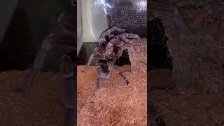 Spider blues / phormictopus dominican purple