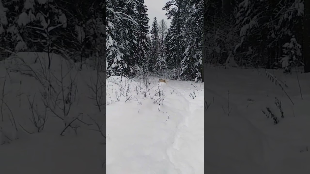 Graham is freaking out 