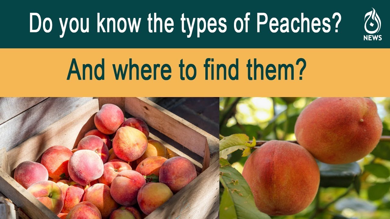Type one to eight, the many personalities of Swat&rsquo;s peaches