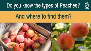 Type one to eight, the many personalities of Swat&rsquo;s peaches