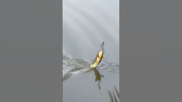 Cá rô khủng 🎣 🐟 #Fishing #HaiHuaFishing #CauCaGiaiTri #FishingLife #Shorts