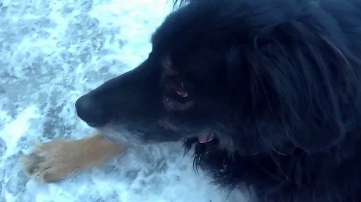 Easy steps to teach your dog to roll over