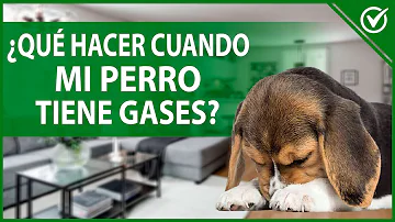 ¿Se dan cuenta los perros de que se tiran pedos?