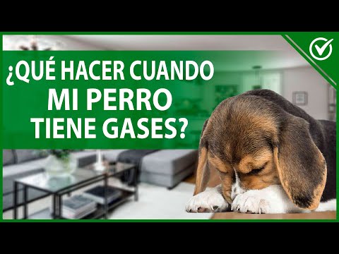 Video: Transformaciones de cachorro a perro te dejarán sin aliento por la sobrecarga de Cuteness