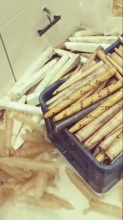 Quality Fish Maw Nile Perch Fish Maw Bramundi Fish Maw YouTube quality-fish-maw-nile-perch-fish-maw-bramundi-fish-maw-youtube