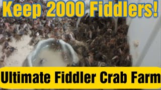 How to Build a Fiddler Crab Farm  LATEST VERSION + PRO TIPS