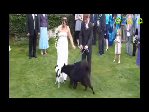 Funny Video | კურიოზები ქორწილში