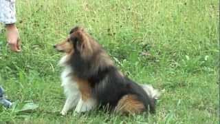Sheltie Joy - Tricks & Commands