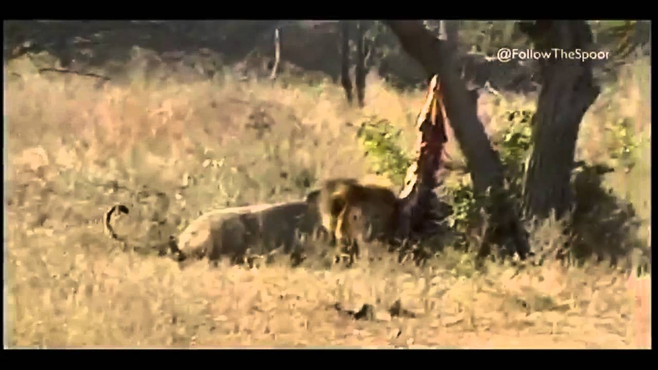 LION CANNED HUNTING FOOTAGE YouTube
