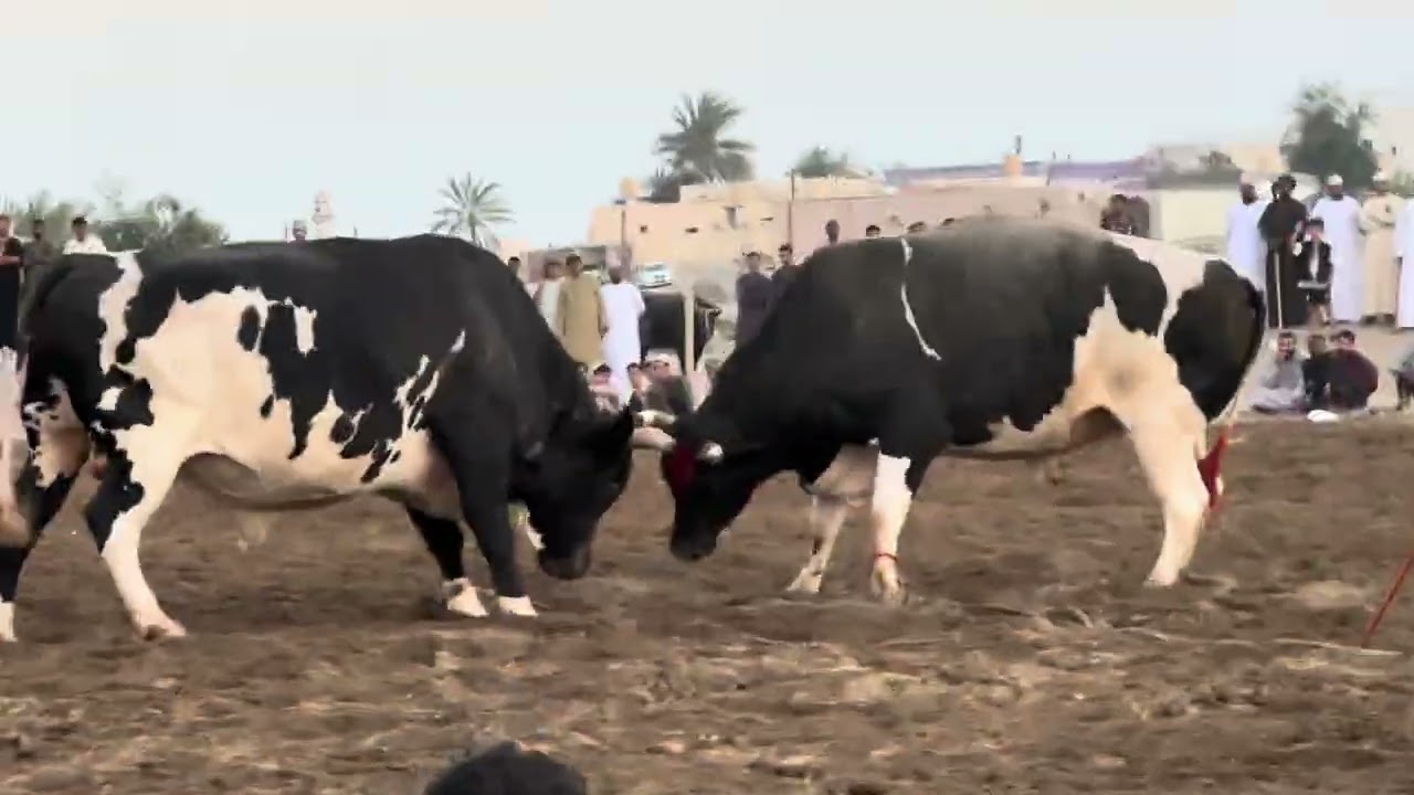 ضبيان ابو علاوي - نار العجيد خالد العود