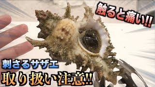 なんじゃこれ！？触ると刺さるオニサザエが凄すぎる件