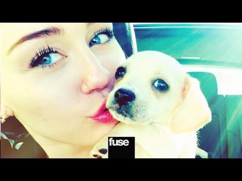Video: Pet Scoop: Parcuri private de câine Pop Up în orașe, Miley Cyrus adoptă un nou prieten cu patru picioare