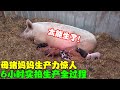 实拍母猪6小时生产的过程 这生产力也太惊人了 真是令人佩服 实拍母猪6小时生产的过程 这生产力也太惊人了 真是令人佩服