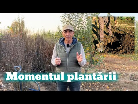 Video: Plantează pomi fructiferi la cabana lor de vară