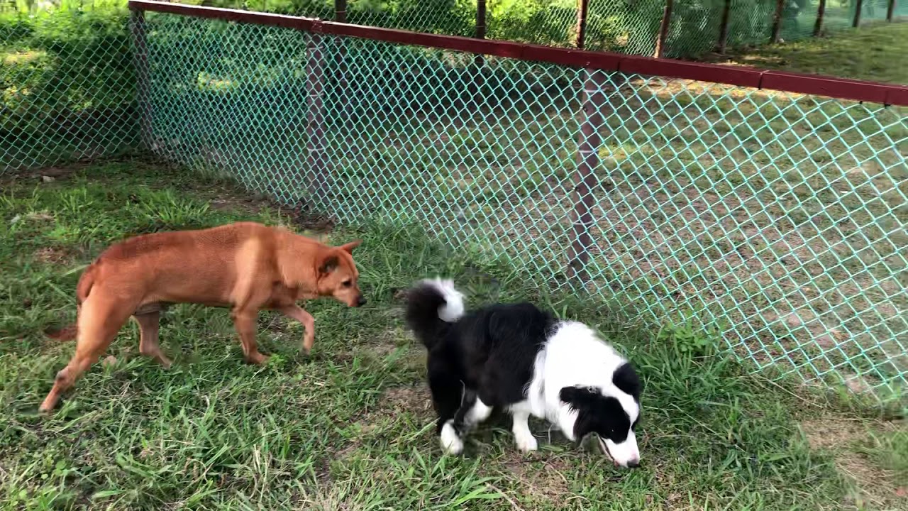 Hope in an Enclosed Dog Park in Taiwan