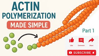 Actin Polymerization - [Part1] (Dynamics of the Actin Cytoskeleton)