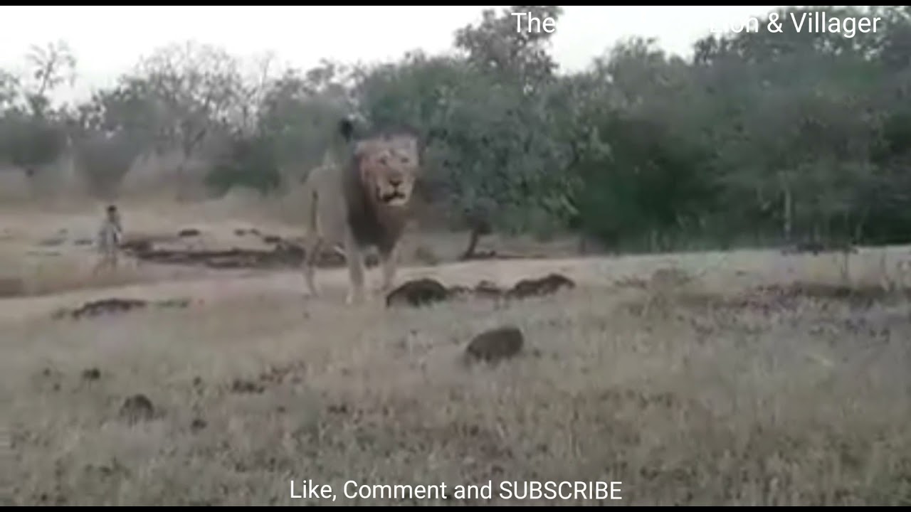 🎭Khamirvanta 🦁Gir CowBoy MalDhari || 🦁ગીરના માલધારીઓની મોજ || the Gir Forest  Villager || #maldhari
