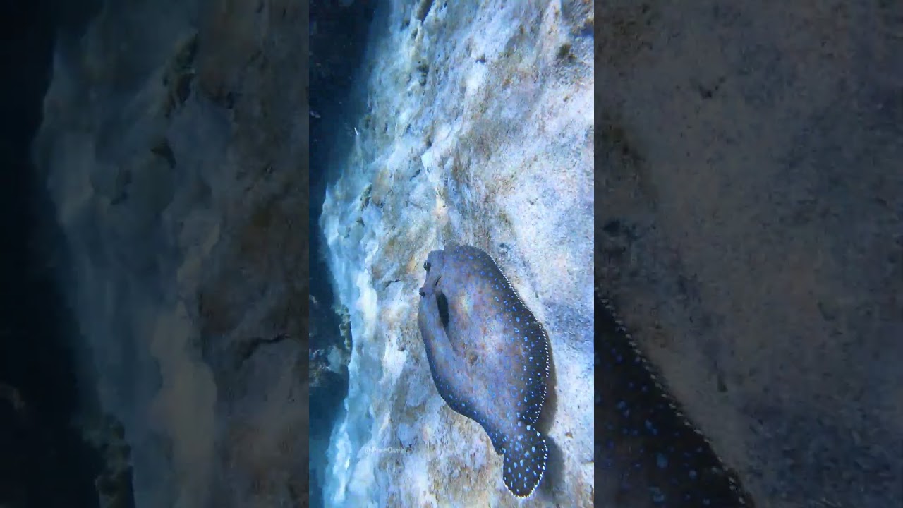 Peacock Flounder Benthic Locomotion and Camouflage