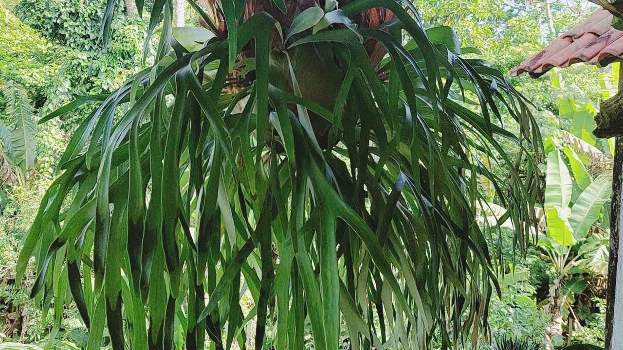 como prepara substrato para chifre de veado/ como plantar na cuia.