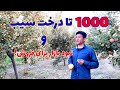 دهقان زحمتکش که نزدیک به ۱۰۰۰ درخت سیب را پرورش داده است!