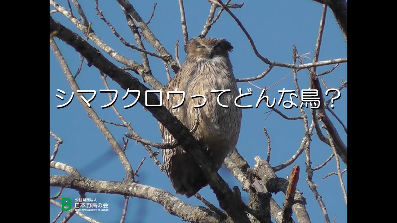 日本野鳥の会オンラインセミナー「絶滅危惧種シマフクロウってどんな鳥？」
