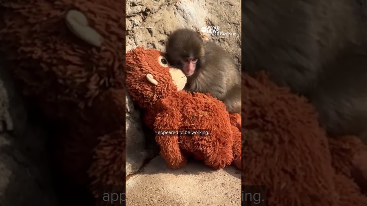 Punch the monkey has fans flocking to Japan's Ichikawa Zoo