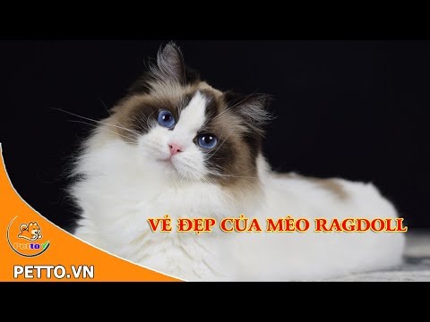 Video: Giống Mèo: Ragamuffin