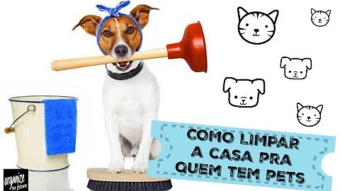 Como proteger as paredes dos cachorros?