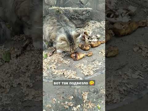 Еда для котика 😺#дворовыекоты #cat #животные #смешныеживотные #добрыедела #animals #котыприколы