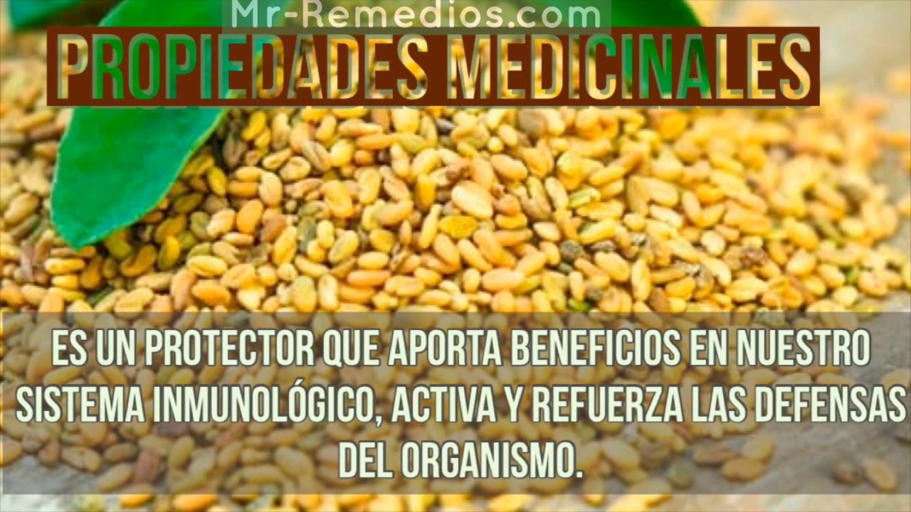Fenogreco es bueno para adelgazar rapido