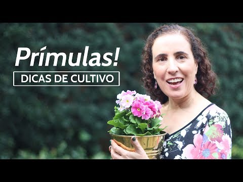 Vídeo: O que é prímula rosa: como cultivar plantas de prímula rosa